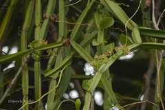 Cissus quadrangularis